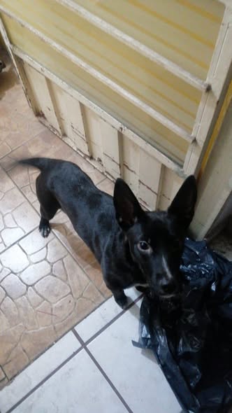 Foto del avistamiento de perro