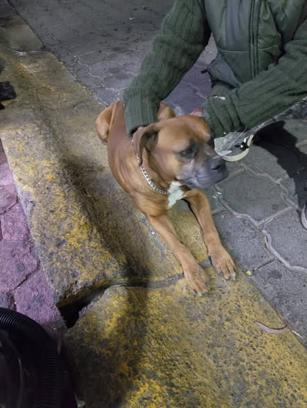 Foto del avistamiento de perro