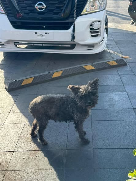 Foto del avistamiento de perro