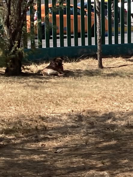 Foto del avistamiento de perro