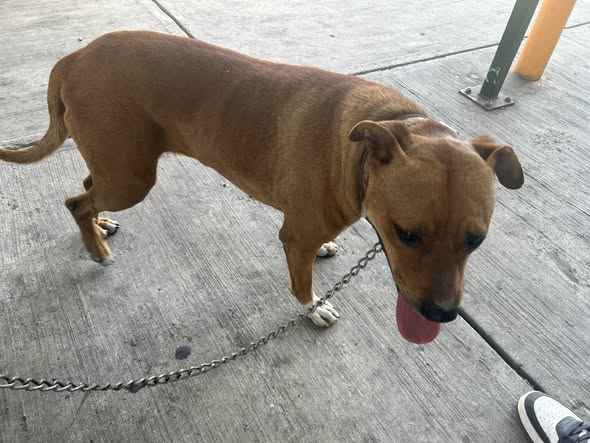 Foto del avistamiento de perro