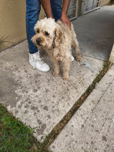 Foto del avistamiento de perro