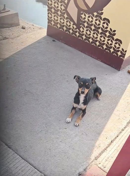 Foto del avistamiento de perro