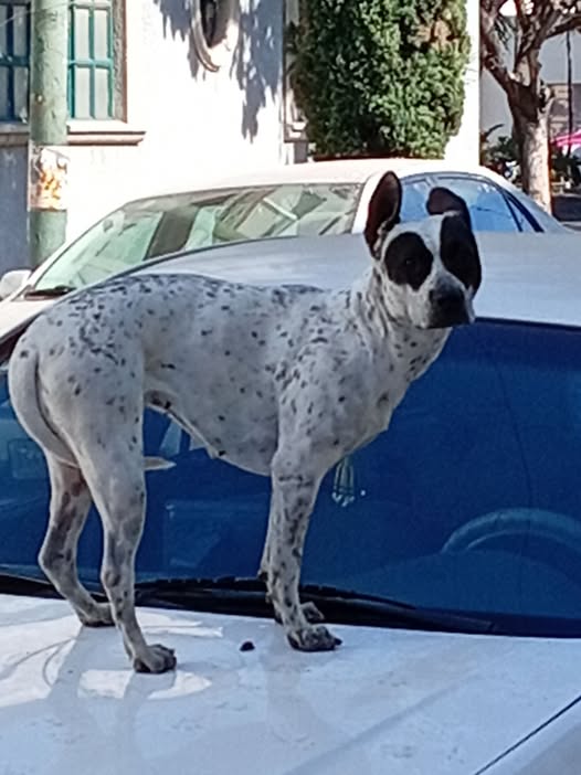 Foto del avistamiento de perro