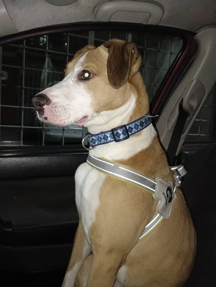 Foto del avistamiento de perro