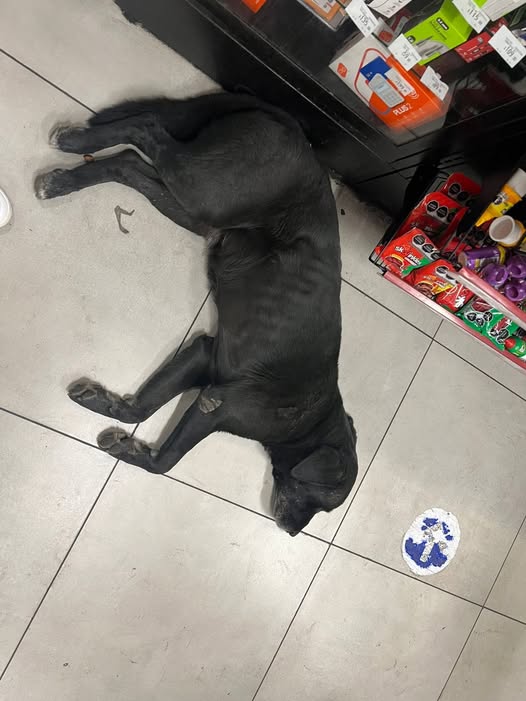 Foto del avistamiento de perro