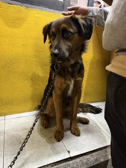 Foto del avistamiento de perro