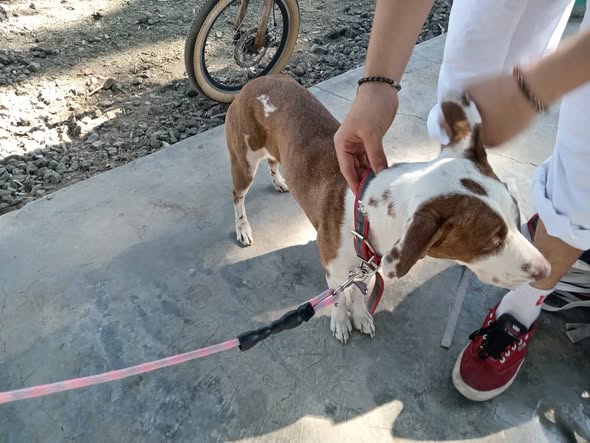 Foto del avistamiento de perro