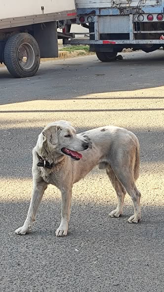 Foto del avistamiento de perro