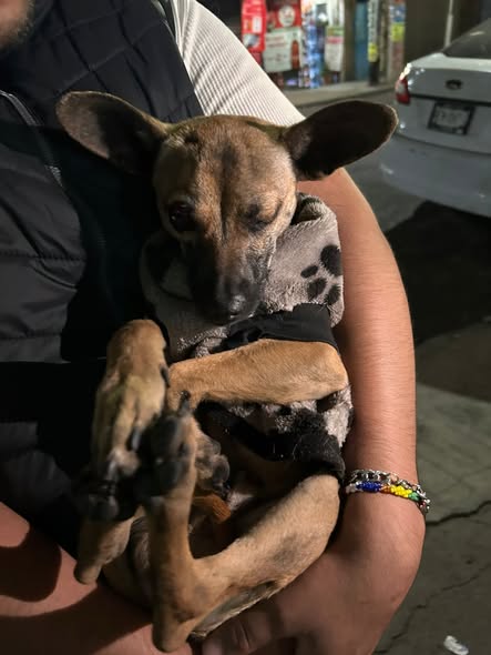 Foto del avistamiento de perro