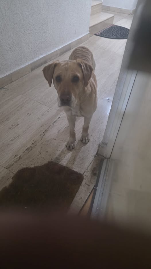 Foto del avistamiento de perro