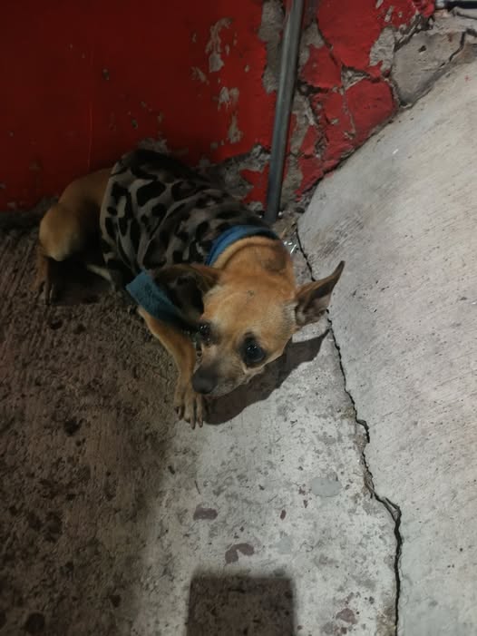 Foto del avistamiento de perro