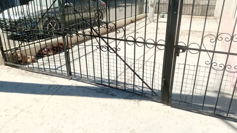 Foto del avistamiento de perro