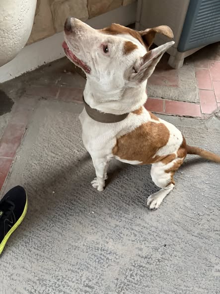 Foto del avistamiento de perro