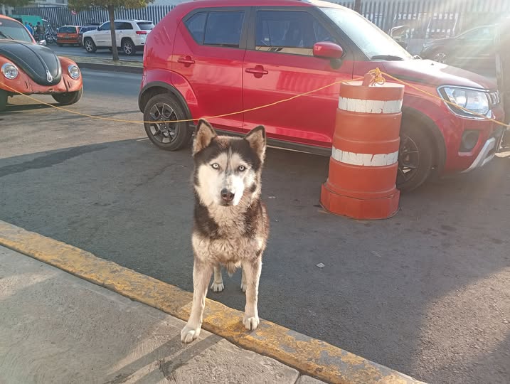 Foto del avistamiento de perro