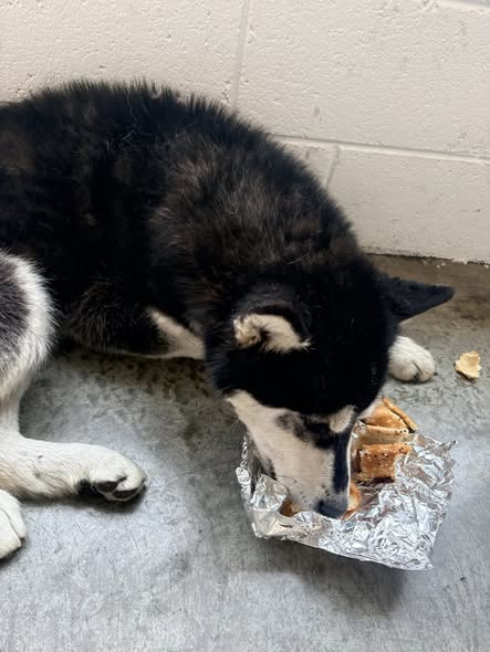 Foto del avistamiento de perro