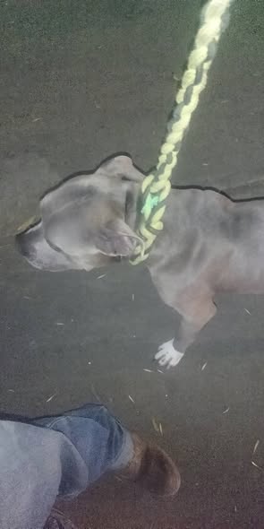 Foto del avistamiento de perro