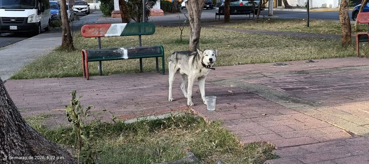 Foto del avistamiento de perro
