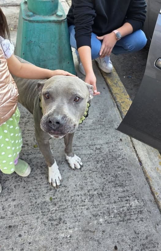 Foto del avistamiento de perro