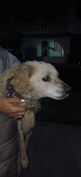 Foto del avistamiento de perro