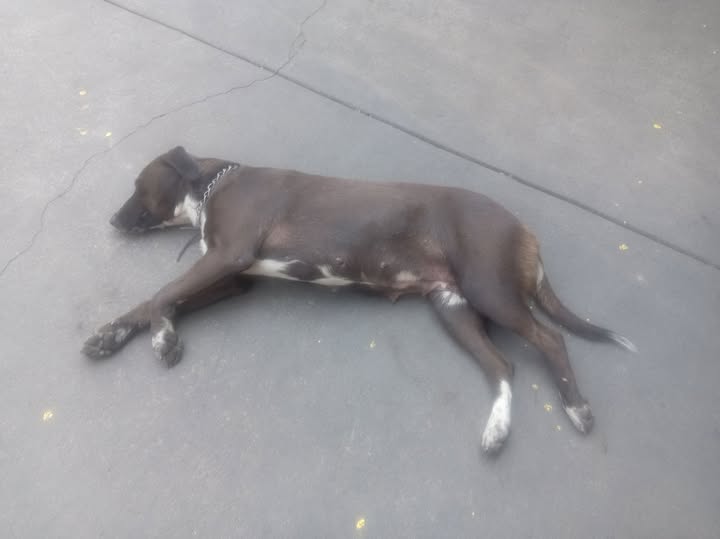 Foto del avistamiento de perro