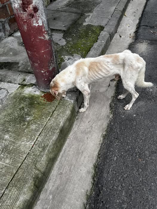 Foto del avistamiento de perro