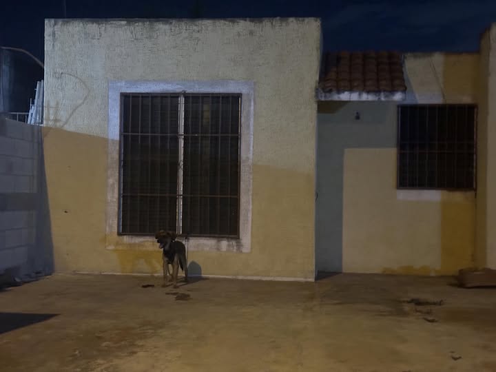 Foto del avistamiento de perro