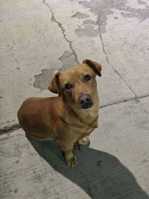 Foto del avistamiento de perro