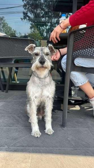 Foto del avistamiento de perro