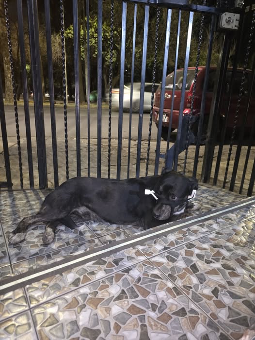 Foto del avistamiento de perro