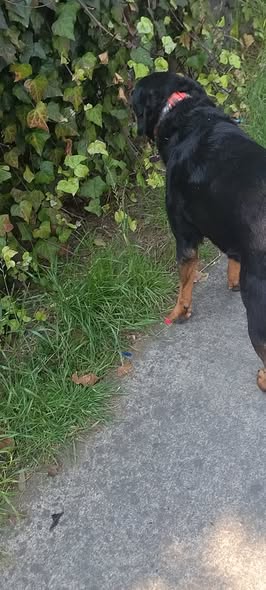 Foto del avistamiento de perro