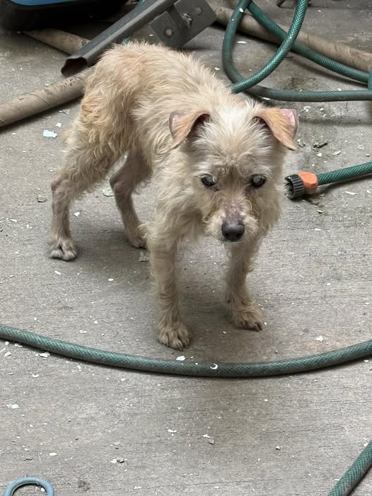 Foto del avistamiento de perro