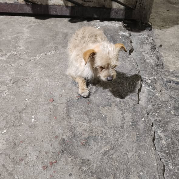 Foto del avistamiento de perro