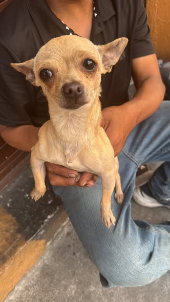 Foto del avistamiento de perro