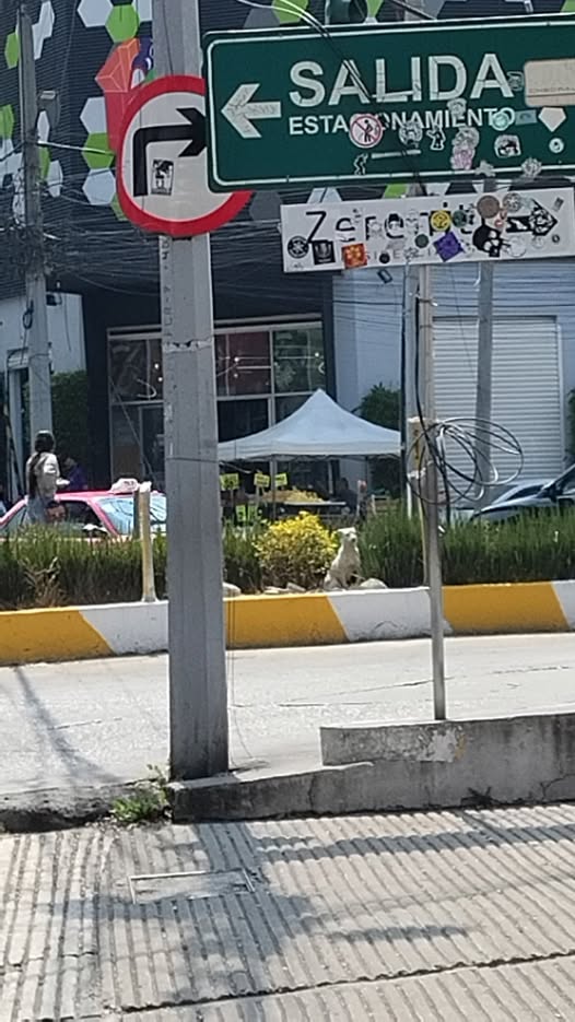 Foto del avistamiento de perro