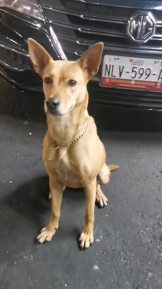 Foto del avistamiento de perro