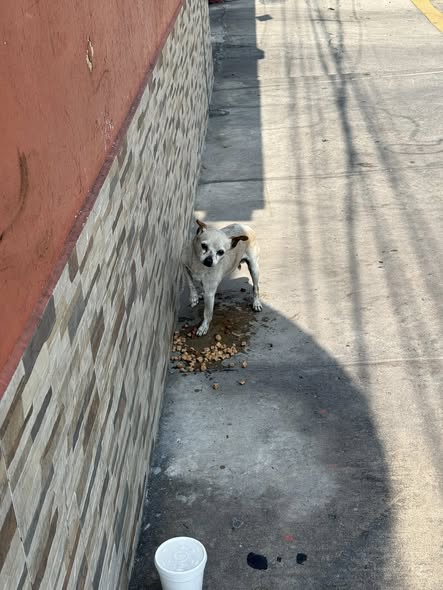 Foto del avistamiento de perro
