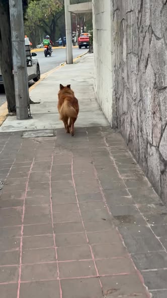 Foto del avistamiento de perro