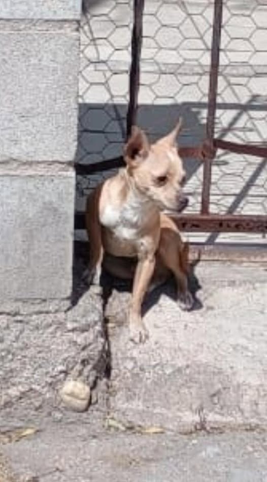 Foto del avistamiento de perro