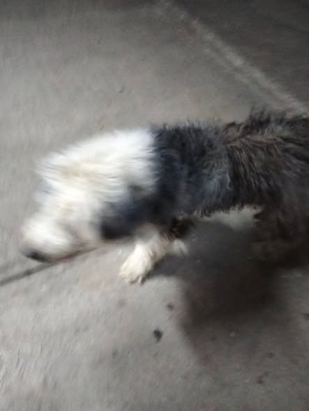 Foto del avistamiento de perro