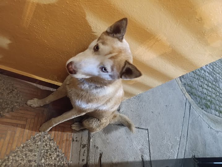 Foto del avistamiento de perro