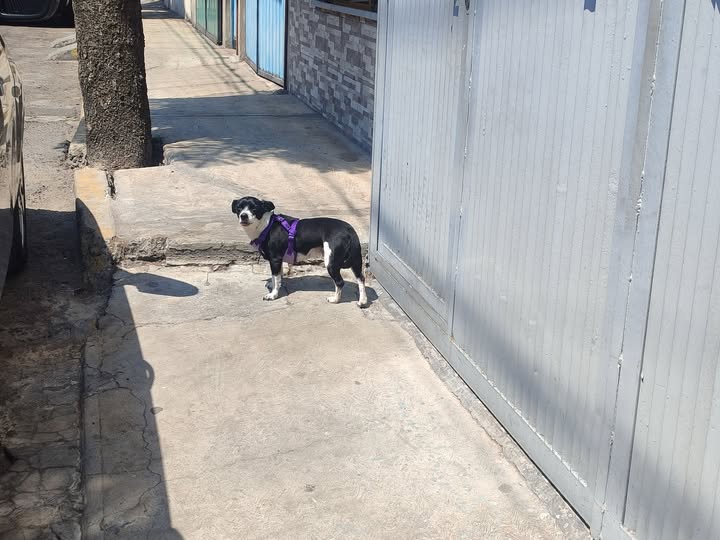 Foto del avistamiento de perro