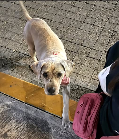 Foto del avistamiento de perro