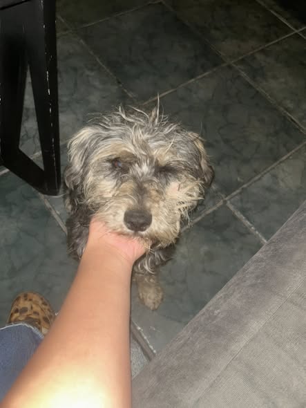 Foto del avistamiento de perro