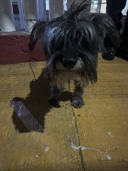 Foto del avistamiento de perro