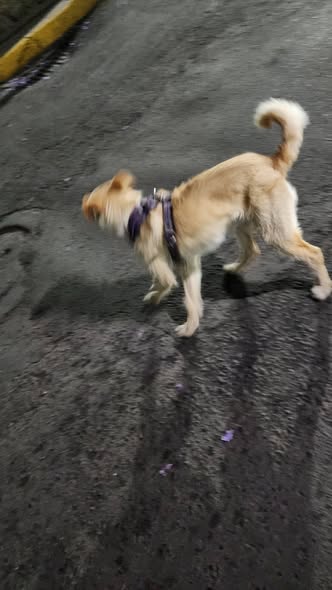 Foto del avistamiento de perro