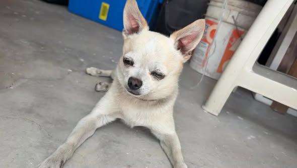 Foto del avistamiento de perro