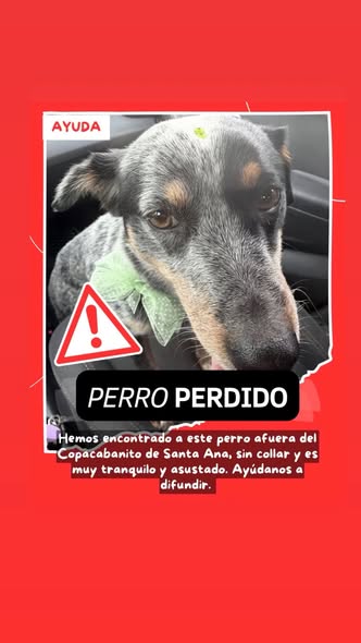 Foto del avistamiento de perro