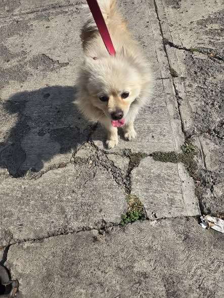 Foto del avistamiento de perro