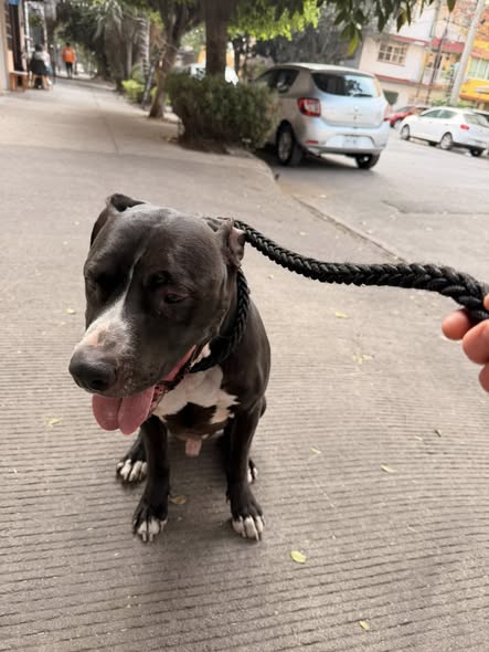 Foto del avistamiento de perro